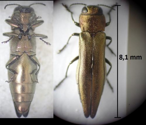 Réf. 207 497 : Agrilus viridis